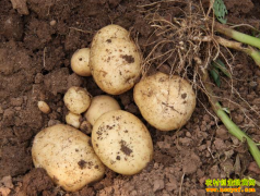 �����۸����� ������ֲ����׬Ǯ��