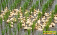 ���ճ�����������������Ѽ��̬����Ч��ɹ�