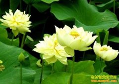 农村有哪些低风险的万元创业小项目