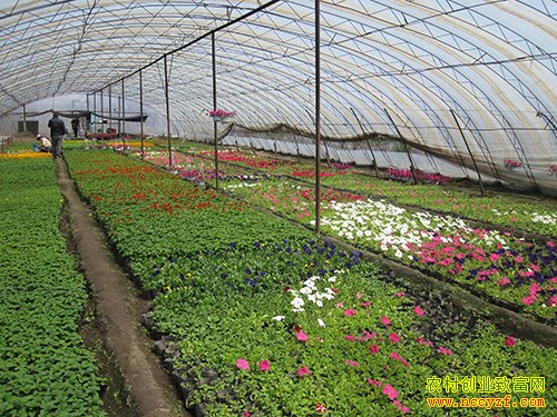 ũ������Щ�ͷ��յĴ�ҵС��Ŀ