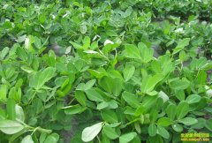 ���������Ĳ�������Щ���������Σ�