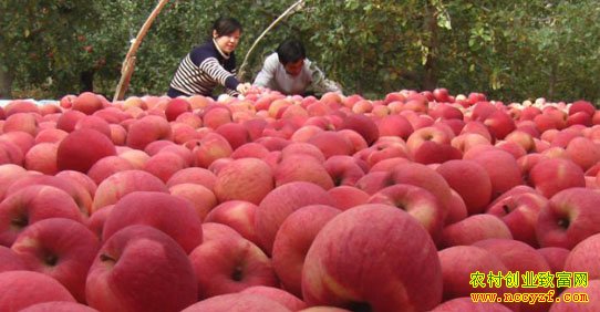 ƻ���۸�����