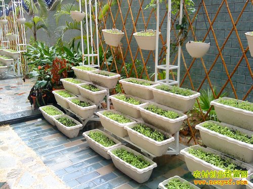 ��̨��ֲ�߲���������