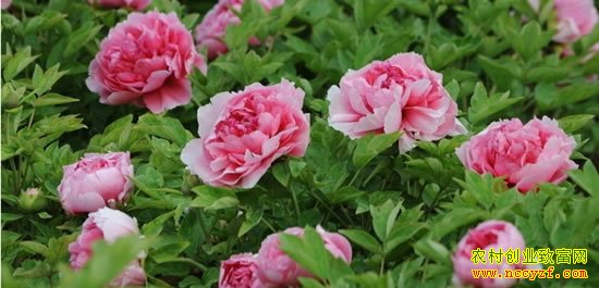 ����ĵ����ֲǰ��