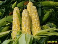 ������ֲˮ������