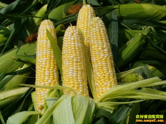 ˮ������