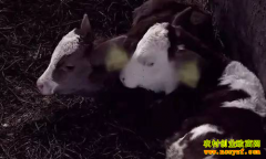 �������ݲ���ǿ��ţ������2000�������ķ�����Ҳ����