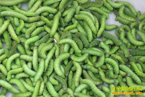 ��ֳ�����һĶЧ�����Ԫ ũ���¸��ĺ���Ŀ