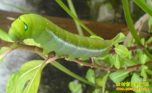 �¹�ɽ:�˹���ֳ�����(����)��׬������