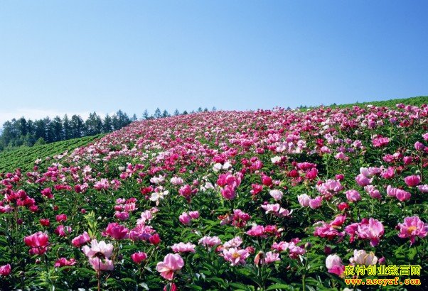 [ÿ��ũ��]�óԺÿ���׬Ǯ�Ĳ軨