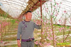 ��ֲ�¸�����������������һĶ��׬�˾�ǧ