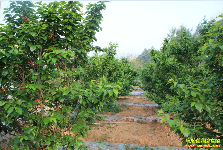 ɽ������������Ȩ������ֲ���������¸�·