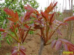 ɽ�������������������㴻����������50����