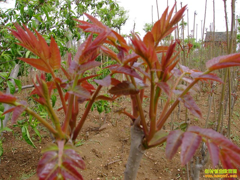 ɽ�������������������㴻����������50����