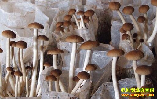 ʳ�þ������ż��ͼ�Ч�죬��ũ����ƶ�¸���·��