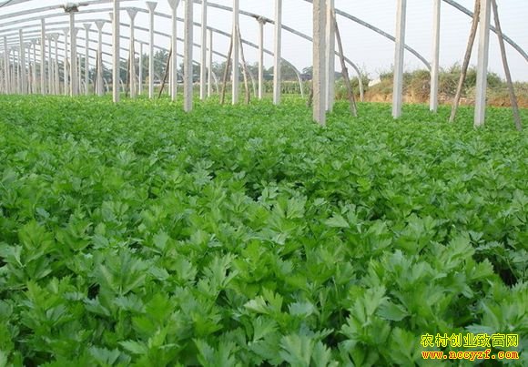 ɽ�۲���ֲͼƬ