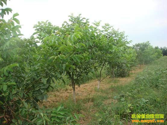 ���������ָ���