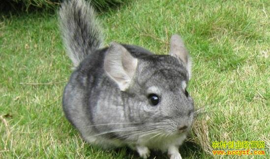 ë˿����ֳǰ������ֳ����Ҫ��