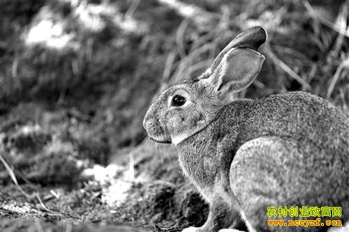 �����뽭����ֹ�԰��Ұ�ú�׬Ǯ