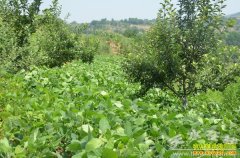 �������ϴ����������ֻƶ�Ч���