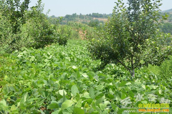 �������ϴ����������ֻƶ�Ч���