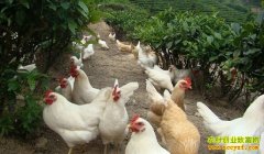 ��������֣����԰�������������¸�·