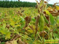 [ũ�����]���仨��Ե�ԭ��Ԥ����ʩ