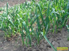 [ũ�����]�������������ԭ��Ԥ����ʩ