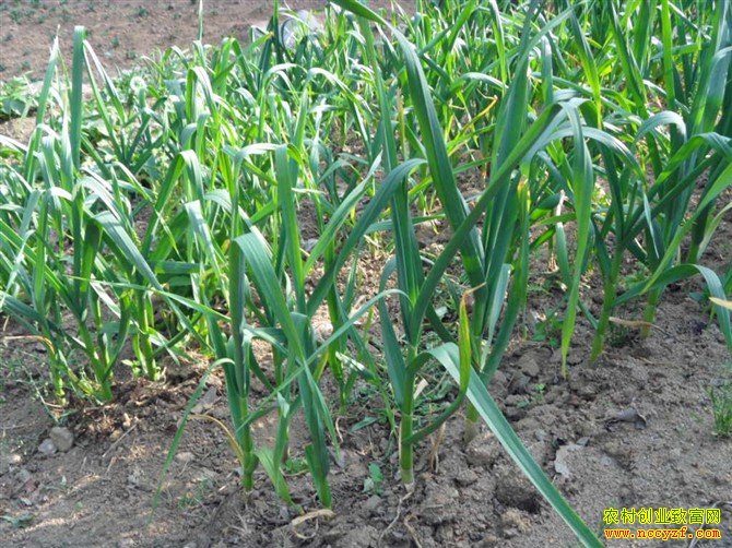 [ũ�����]�������������ԭ��Ԥ����ʩ