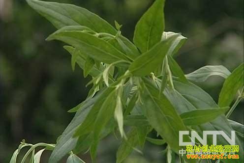 �����������༼��