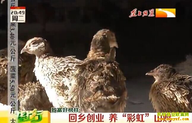 ¢������ֳ��ҵ��Ŀ��Ƶ�����紴ҵ �����ʺ硱ɽ��