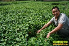 ��ֲ���Ȳݺ�׬Ǯ����ֲ�����ÿĶ����2-4��Ԫ