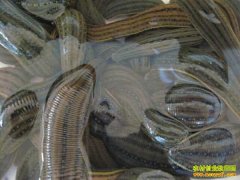 ��ˮ��׬Ǯ�𣺽���������������ˮ����׬500��