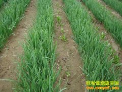 �����־²ˣ��²˸߲����༼��Ҫ��