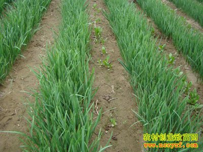 �²˸߲����༼��Ҫ��