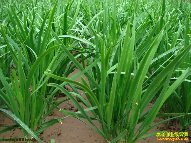 �²˸߲����༼��Ҫ��