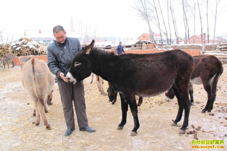 ��¿�ɱ���Ч������ũ���¸�����Ŀ