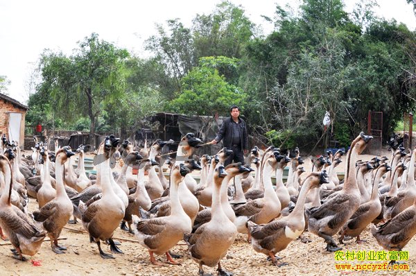 ���������ͳɱ�����