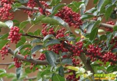 ������ֲÿĶ������٣���⸣��ֲ����һĶ����1��Ԫ