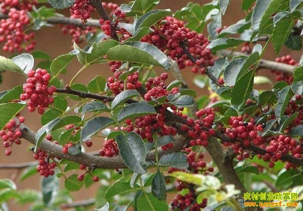 ��⸣��ֲ����һĶ����1��Ԫ