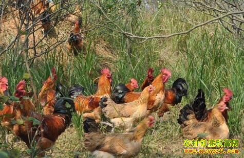 ɢ��������������������ȱ�����