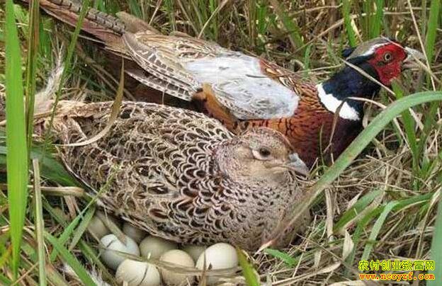 ɽ����ֳ�ɱ����������,��ɽ��׬Ǯ��