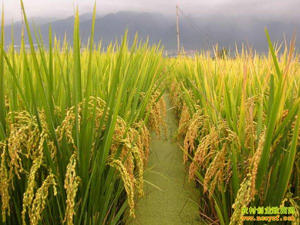 [�Ƽ�Է]�㶫��׻���������ֳ����ĵ���