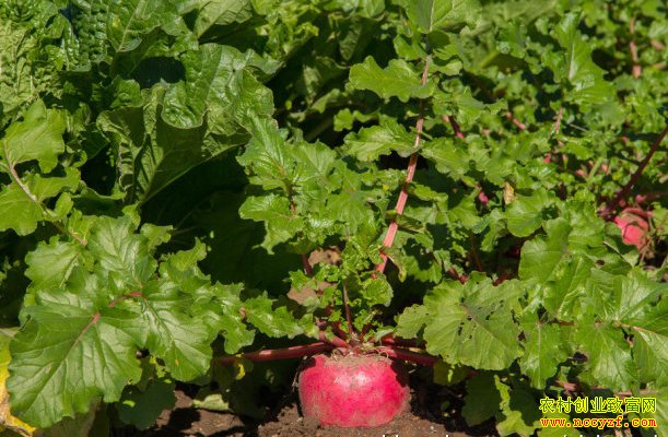 ˮ�ܲ���ô��ֲ���紺С����ˮ�ܲ����༼����Ƶ