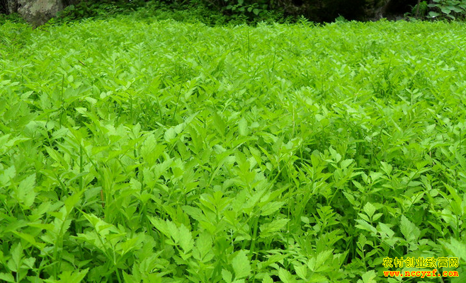 2016��Ұ����ֲǰ����Ұ������ ��ֲҰ�˺�׬Ǯ