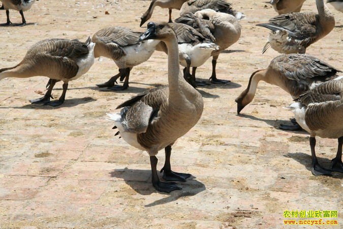 [ÿ��ũ��]������ʮ������Զ�20131218