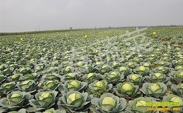 ������ɽ��ֲ���ײ�һĶ����1��Ԫ