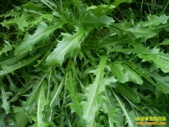 2016��Ұ����ֲǰ����Ұ��������ֲҰ�˺�׬Ǯ