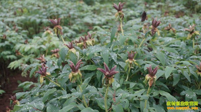 ����ĵ����ֲЧ�����