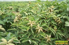 ����ĵ����ֲǰ��������潭����ĵ���ӡ��羰������Ǯ����